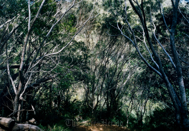 “Paradise 33, Kauai” by Thomas Struth. (Gana Art Center)