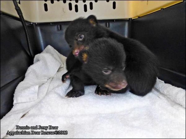 (Appalachian Bear Rescue)