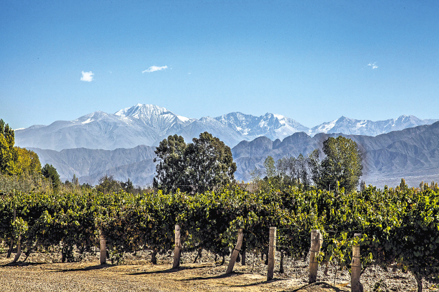 The snow-capped Andes Mountains rise above the vineyards at Vistalba Winery in Mendoza, Argentina. (Stever Haggerty/MCT)