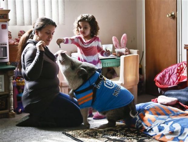 Danielle Forgione and her daughter, Olivia, 3, play with Petey, the family’s pet pig, in the Queens borough of New York on Thursday. (AP)