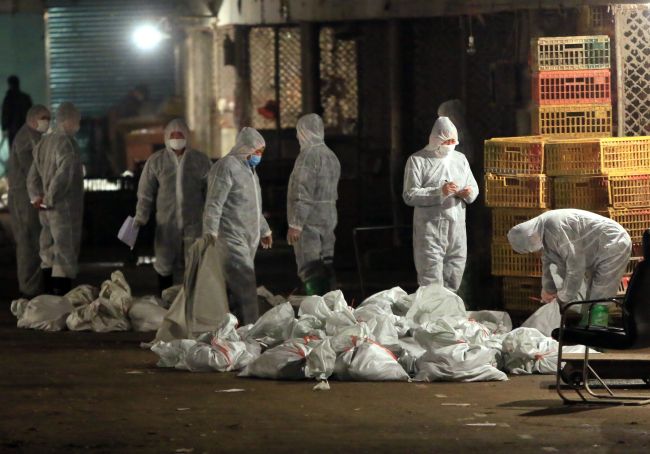 Chinese health workers collect the bags of dead chickens at Huhuai wholesale agricultural market in Shanghai on Friday. (AFP-Yonhap News)