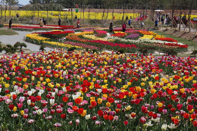 Tulip field at a previous Shinhan Tulip Festival (Shinhan Tulip Festival)