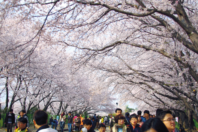 Cherry blossoms are in full bloom in Jinhae on March 31, one day ahead of the Jinhae Gunhangje Festival. (Yonhap News)