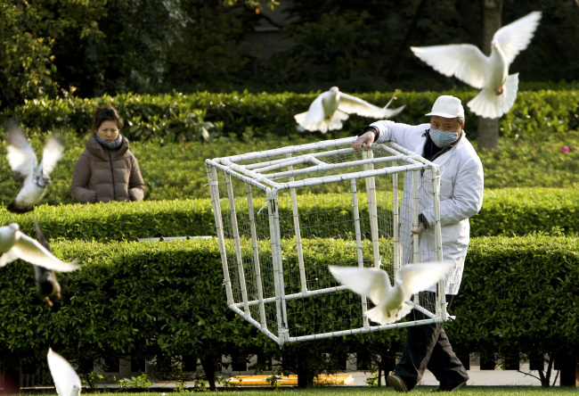 A worker carries a cage to catch pigeons at the People’s Square as a precautionary measure against bird flu in Shanghai on Saturday. (AP-Yonhap News)