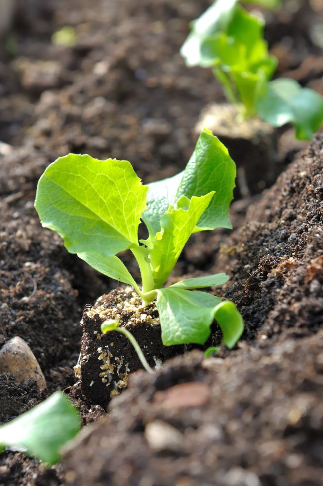 A lettuce seedling (123RF)