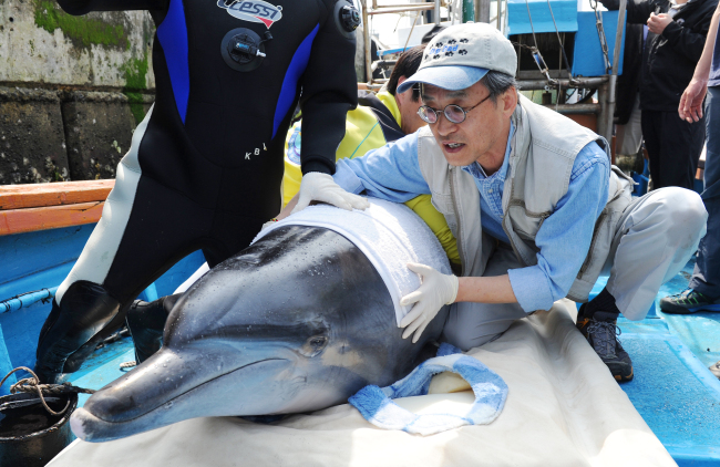 The dolphin “Jedol” is moved onto a ship before being released in an open ocean cage off Jeju Island on Saturday. (Yonhap News)