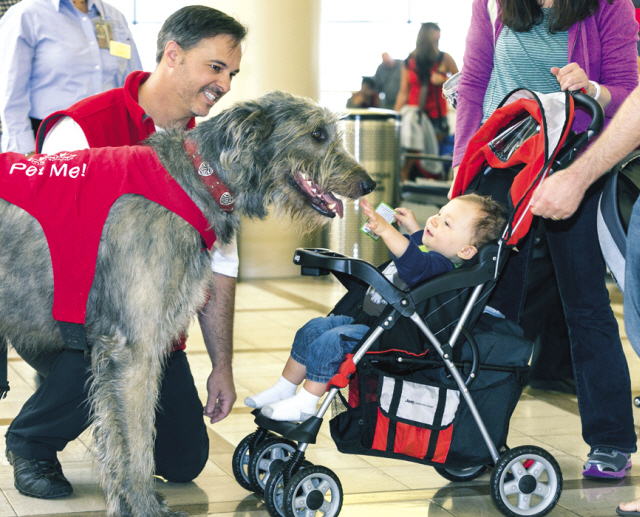 Pets Unstressing Passengers volunteer Brian Valente (left) with his dog, Finn, greet the Bloom family with their 13-month-old son Jacob at the Los Angeles International Airport terminal on May 21. (AP-Yonhap News)