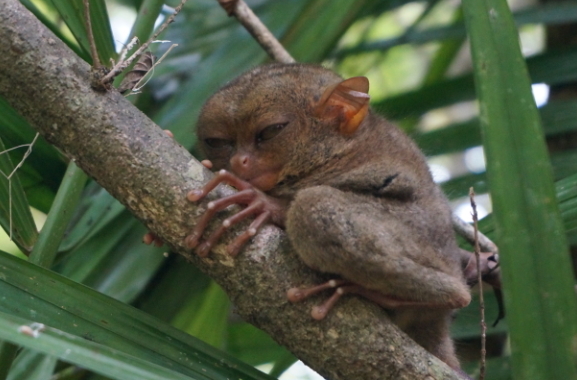 The Philippine Tarsier, one of the world’s smallest monkeys, can be seen at a special conservation site in Bohol.