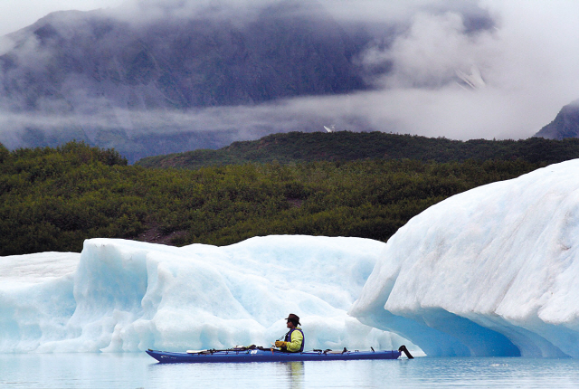 A solitary kayaker floats amid the blue-tinged icebergs below Pedersen Glacier in the Kenai Fjords National Park, Alaska. The glacier is a popular destination for cruise ship passengers visiting the port city of Seward, about 177 kilometers south of Anchorage, Alaska. (St. Louis Post-Dispatch/MCT)