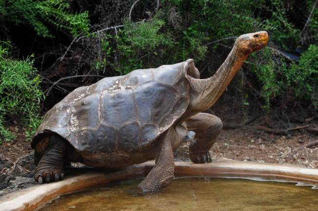 “Diego”, a giant tortoise, is pictured in a breeding center at Galapagos National Park on Santa Cruz Island, Ecuador, on June 4. (AFP-Yonhap News)