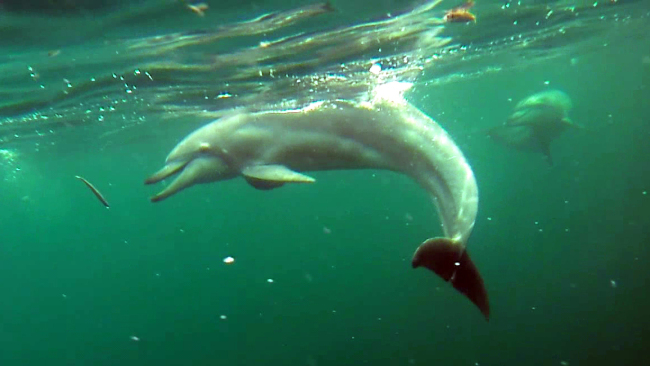 Two Indo-Pacific bottlenose dolphins, named Jedori and Chunsami, swim in an offshore pen on the coast of Kimnyoung, Jeju City. (Yonhap News)