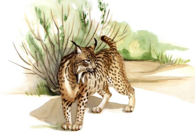 Illustration of the endangered Iberian lynx ( MCT)
