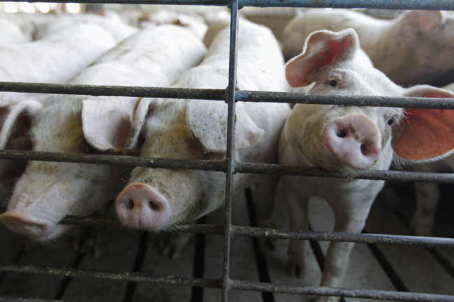 Hogs poke their snouts through a fence at a farm in Buckhart, Illinois. (AP-Yonhap News)