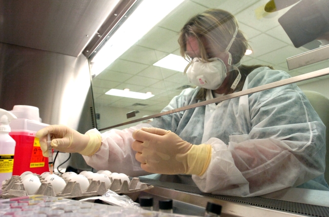 A microbiologist at Iowa’s National Veterinary Services Laboratories injects live eggs with serum to test for the avian flu. (MCT)