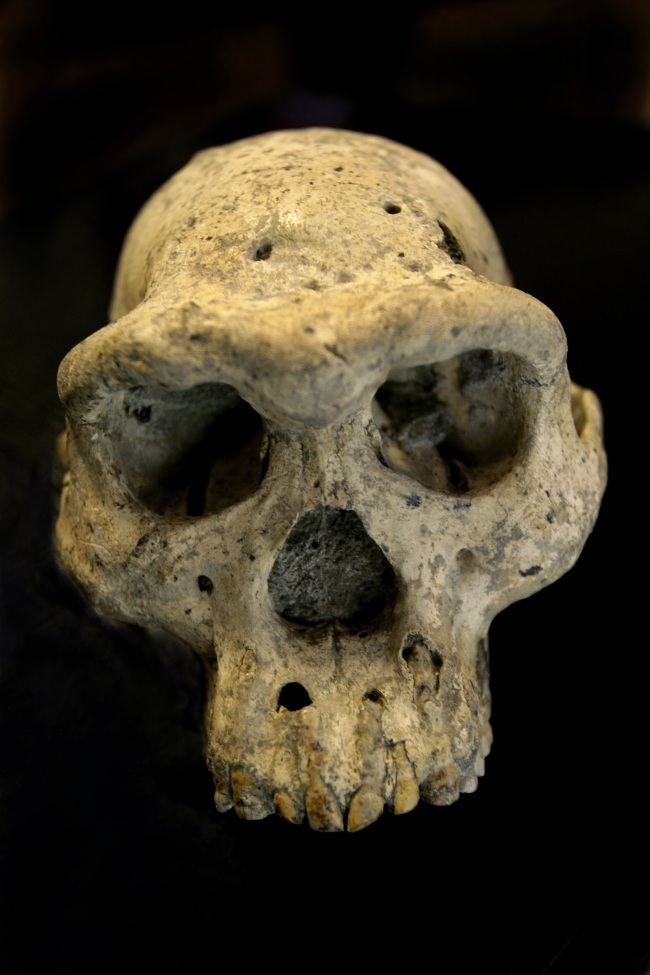This photo taken Oct. 2, 2013, in Tbilisi, Georgia, shows a pre-human skull, that was found in 2005 in the ground at the medieval village Dmanisi, Georgia. The discovery of the 1.8 million-year-old human ancestor captures early human evolution on the move in a vivid snapshot and indicates our family tree may have fewer branches than originally thought, scientists say. (Yonhap News)