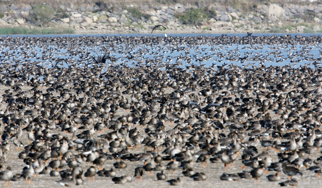 A flock of wild geese land on a lakeside in the western town of Seosan, South Chungcheong Province on the west coast in Korea. Thousands of migratory birds fly to Korea’s west coast for winter. (Yonhap News)