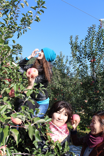 Foreign travelers on the 2013 Rural 20 program pick apples at a rural village. (Modu Tour)