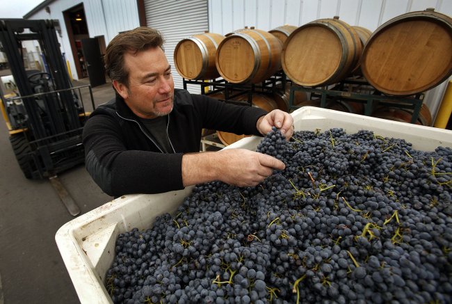 Steve Clifton, winemaker and owner of Palmina Winery at his Lompoc facility in Lompoc, California, looks over a delivery of freshly picked Barbera grapes on Oct. 25. (Los Angeles Times/MCT)