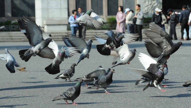 Pigeons gather at Namsan Park in Seoul.  (Lee Sang-sub/The Korea Herald)