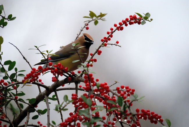 The cedar waxwing is just one species of bird that finds holly berries a tasty treat. (MCT)