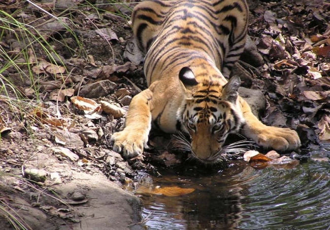A female tiger at the Kanha Tiger Reserve in central India (MCT)