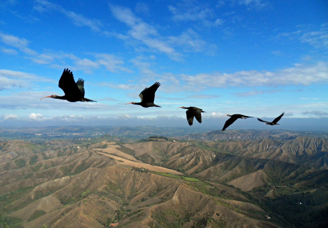 Northern bald ibises fly in formation. (AP-Yonhap News)