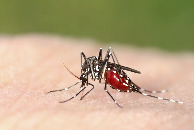 Pumps modeled on the way a mosquito sucks blood could one day be used for medical applications.(123rf)
