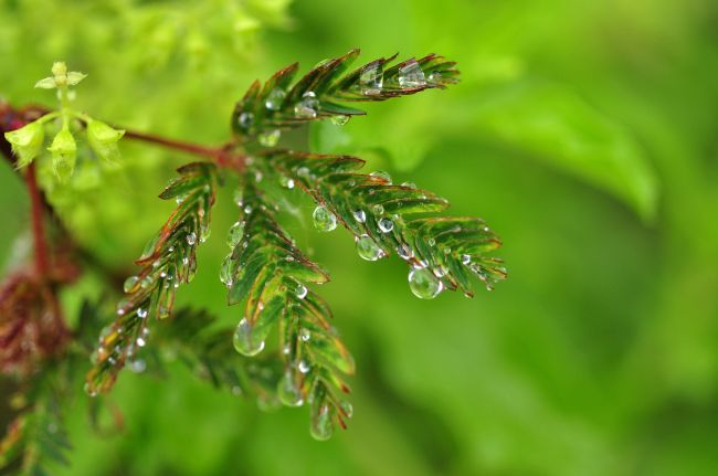 The leaves of Mimosa pudica close up when touched by rain, using a mechanism that could be transferred to robotics. (123rf)