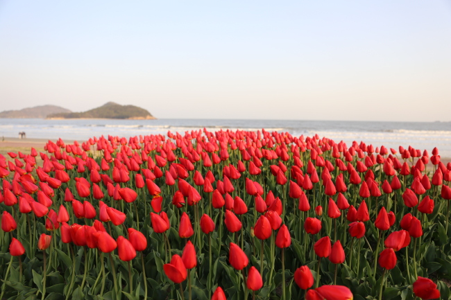 A tulip flower bed on a beach in Shinan, South Jeolla Province (Shinan Tulip Festival)