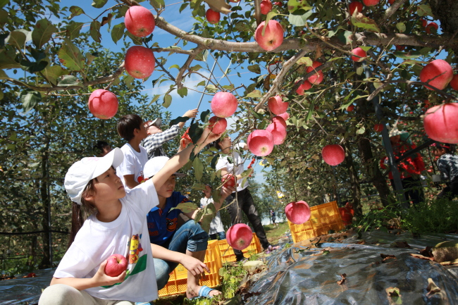 Children pick apples during the previous Jangsu Hanurang Sagwarang Festival. (Jangsu Hanurang Sagwarang Festival)