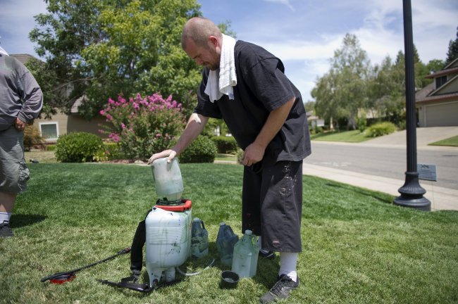 Dustin Shaw mixes nontoxic lawn paint in Folsom, California. (MCT)