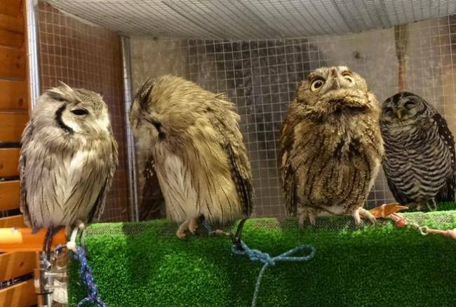 Owls at Fukuro no Mise, which means Shop of Owls, in Tokyo (AP-Yonhap)