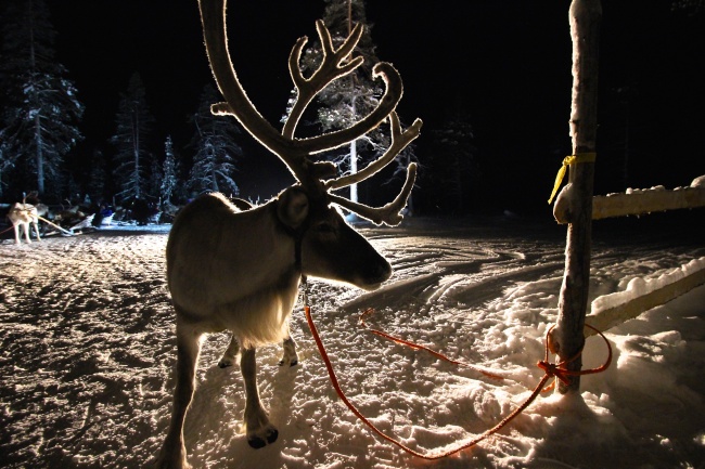 A reindeer awaits its turn for the Hotel Kakslauttanen’s aurora hunting reindeer safari in Saariselka, Finland. (Julie Jackson/The Korea Herald)