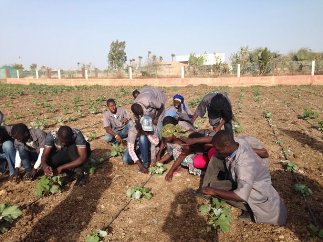 Students cultivate crops at a model farm built by the Korea International Cooperation Agency at a technical high school in Thies, Senegal. (KOICA)