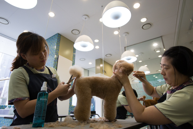 Groomers trim the coat of a dog at Irion pet care center in Gangnam, Seoul. (Bloomberg)