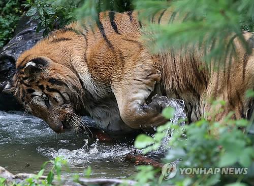 중국 동북에 백두산 호랑이 출몰(선양=연합뉴스) 홍창진 특파원 = 중국 동북지방에 최근들어 야생 백두산 호랑이의 출몰이 잦다. 호랑이 보호 전문가들은 내륙지역 자연보호구 등의 천연림 회복에 따라 호랑이들이 숲속으로 서식지를 옮기는 결과로 보고 있다. realism@yna.co.kr