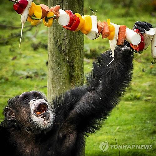 과일과 야채를 먹고 있는 침팬지 (EPA=연합뉴스)