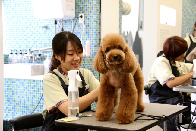 A stylist grooms a dog at Irion’s grooming salon (Julie Jackson/The Korea Herald)