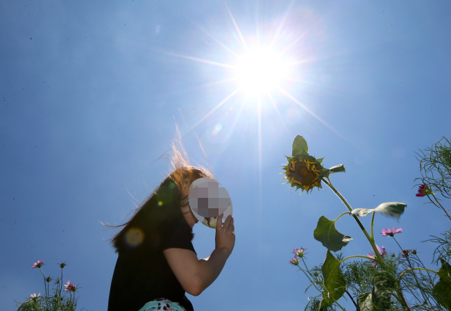 A pedestrian keeps out of the sun with a plastic fan as she passes by a sunflower in Daegu, Tuesday. (Yonhap)