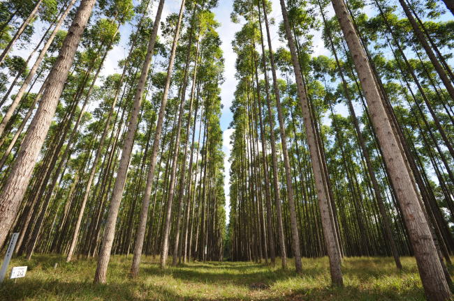 A reforestation site in Kalimantan, Indonesia, includes 70,000 hectares of Eucalyptus and Acacia mangium trees.