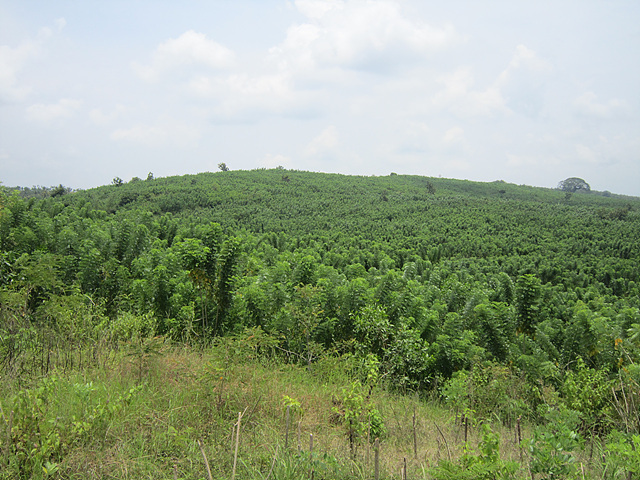 The Korea-Indonesia joint forest biomass plantation in the Indonesian city of Semarang, central Java (KFS)