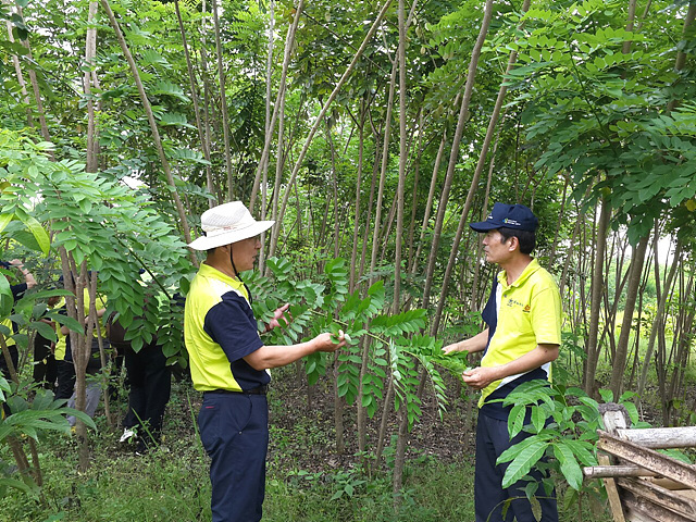 Korea Forest Service officials visit a South Korea-Indonesia joint forest biomass plantation in Indonesia. (KFS)