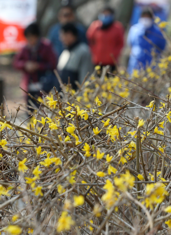 The spring flower forsythia has prematurely come into bloom Monday at a public park in Ulsan amid the warm winter temperatures. (Yonhap)
