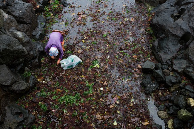 An elderly woman harvests seaweed on the coast of Jeju Island, South Korea in June, 2015. (Bloomberg)