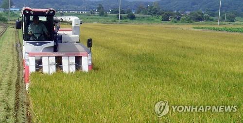 Rice harvest (Yonhap)