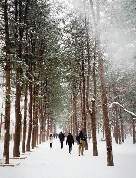 The “Forest of Sweethearts” on Namiseom Island, made popular by the smash hit TV drama “Winter Sonata.” (Seoul City Tour)