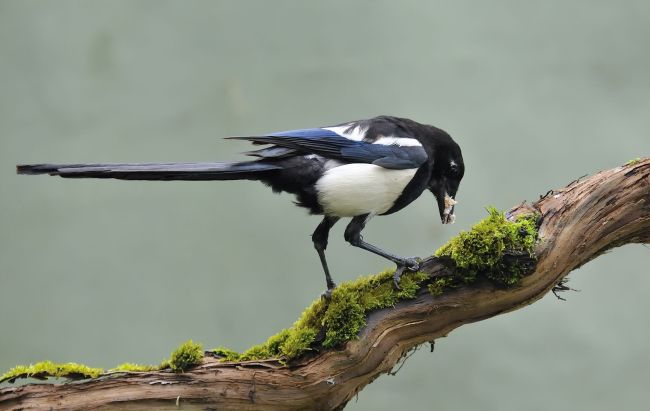 In Korea, Magpies are traditionally believed to bring good news. (123RF)