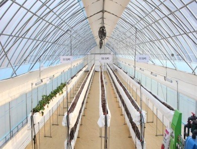 Inside a greenhouse on Baengnyeongdo Island, Gyeonggi-do, where a smart farm solution developed by Science Farm is being used. (Science Farm)