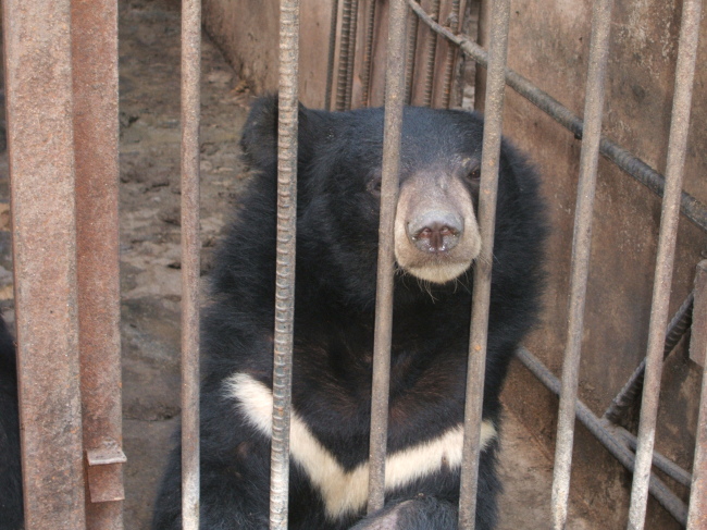 An Asian black bear in a metal cage at a bear bile farm in Korea.