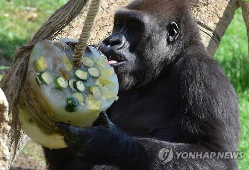 얼음 간식 먹는 고릴라 (AFP=연합뉴스)